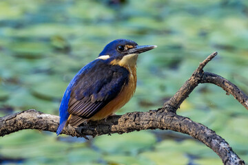 Azure Kingfisher in Victoria Australia