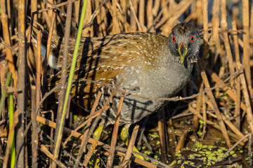 Australian Spotted Crake in Victoria Australia