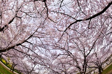 大阪城公園の桜
