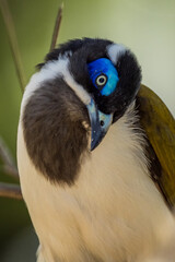 Blue-faced Honeyeater in Victoria Australia