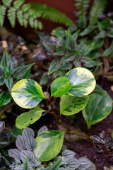 green leaves background