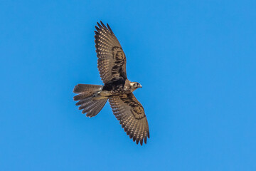 Brown Falcon in Victoria Australia