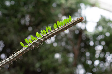 Blooming cactus tree with leafs 