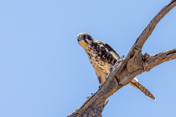Brown Falcon in Victoria Australia