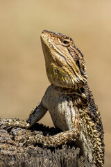 Central Bearded Dragon in Victoria Australia
