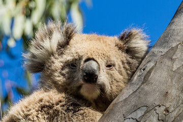 Koala Bear in Victoria Australia