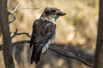 Juvenile Laughing Kookaburra in Victoria Australia