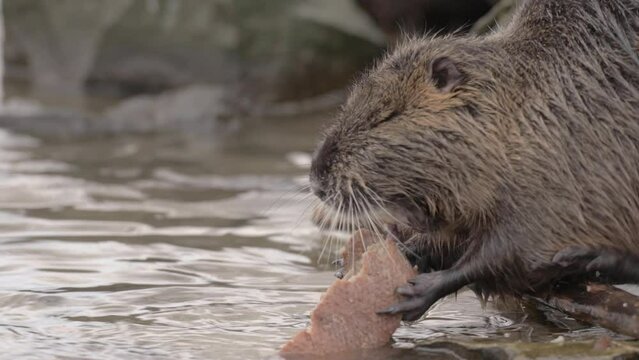 Nutria Coypu Rat drags Big loaf of Bread to eat out of the River, Prague