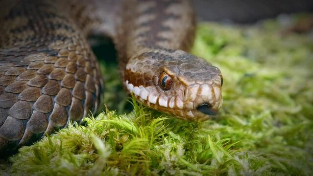 Close up of cobra snake, laying on ground surface covered with grass vegetation and flick its tongue.