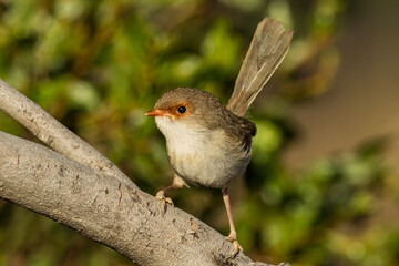 Obraz premium Superb Fairywren in Victoria Australia