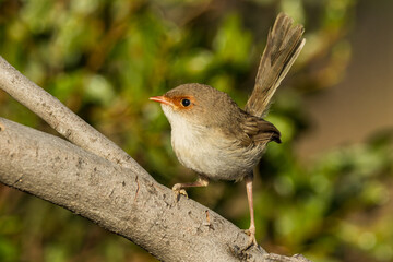 Superb Fairywren in Victoria Australia