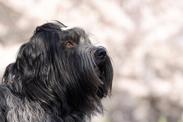 Portrait of a Schapendoes (Dutch Sheepdog) outdoors
