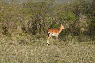 Kenya - Savannah - Zebra
