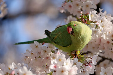 The rose-ringed parakeet (Psittacula krameri), also known as the ring-necked parakeet in blossom