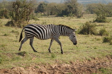 Obraz premium Kenya - Savannah - Zebra