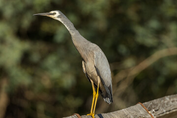 White-faced Heron in Victoria Australia