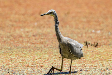White-faced Heron in Victoria Australia