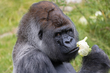 Western lowland gorilla in nature