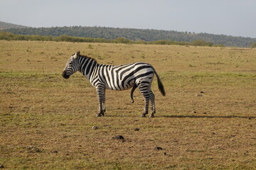Naklejka premium Kenya - Savannah - Zebra