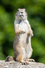 Prairie dog (genus Cynomys) on blurred background