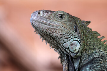 Fototapeta premium close up of a green iguana