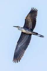 White-necked Heron in Victoria Australia