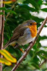 closeup of small Robin bird
