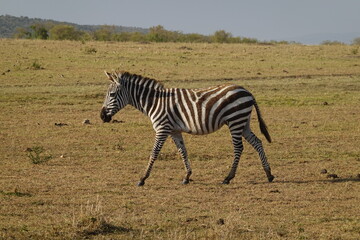 Kenya - Savannah - Zebra