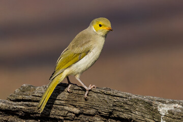 White-plumed Honeyeater in Victoria Australia
