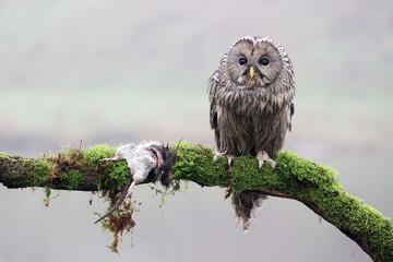 closeup of Ural owl (Strix uralensis) in wild