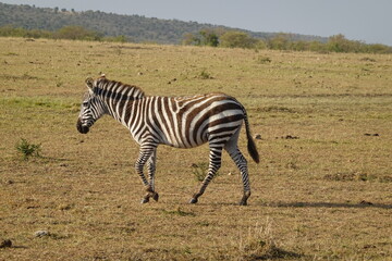 Kenya - Savannah - Zebra