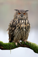closeup of Eurasian eagle-owl (Bubo bubo) in wild