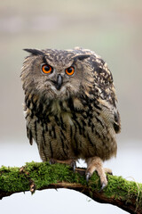 closeup of Eurasian eagle-owl (Bubo bubo) in wild