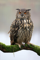 closeup of Eurasian eagle-owl (Bubo bubo) in wild