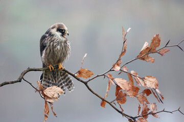 closeup of red-footed falcon (Falco vespertinus) in wild nature