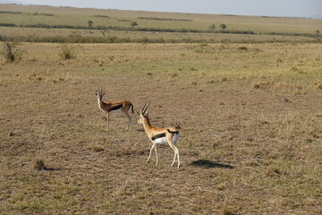 Kenya - Savannah - Gazelle