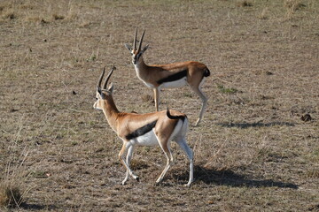 Kenya - Savannah - Gazelle