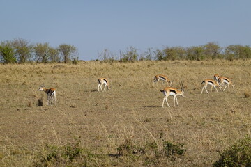 Kenya - Savannah - Gazelle