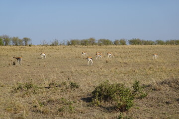 Kenya - Savannah - Gazelle
