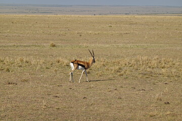 Naklejka na ściany i meble Kenya - Savannah - Gazelle