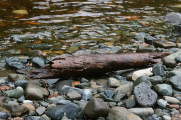 small piece of drift wood on the rivers edge