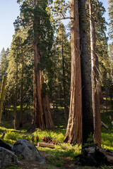 Trail Crew Heads Toward Prescribed Burn Area in Sequoia