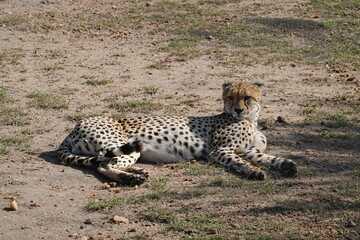 Kenya - Savannah - Cheetah