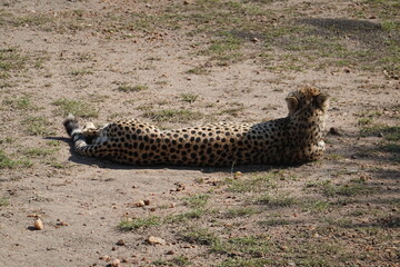 Kenya - Savannah - Cheetah