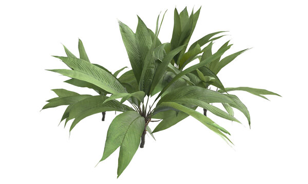 Capoca plant