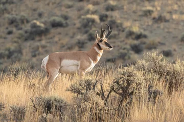 Fotobehang Pronghorn Antelope Buck © NorthwestWildImages