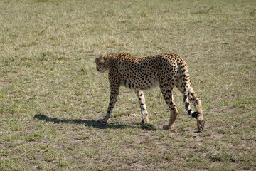 Kenya - Savannah - Cheetah