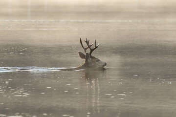 Swimming Buck Deer