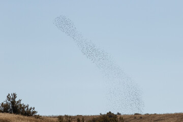 Murmuration of Starlings in Idaho