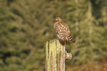 Red-shouldered Hawk